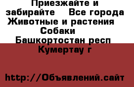 Приезжайте и забирайте. - Все города Животные и растения » Собаки   . Башкортостан респ.,Кумертау г.